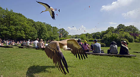 Birds in flight show