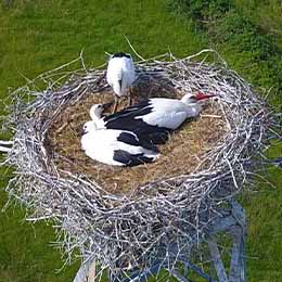 Nid de cigognes blanches au zoo Le PAL en Auvergne