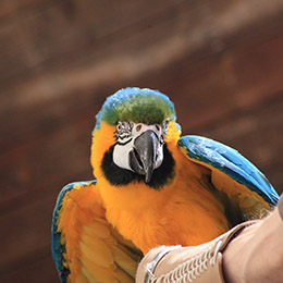 Un ara bleu de face au parc animalier Le PAL