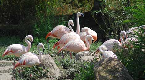 Chilean flamingo