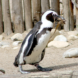 Un Manchot qui mange au parc animalier Le PAL