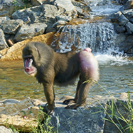 Un mandrill près d'une petite cascade au zoo Le PAL