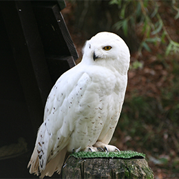 Un Harfang des neiges sur un bout de bois au zoo Le PAL au cœur de l'Auvergne