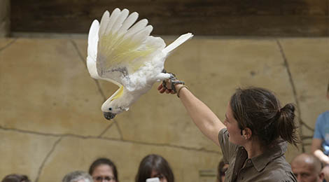 Parrot Show