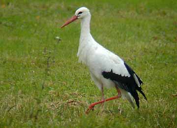 Une cigogne blanche marchant dans l'herbe au zoo Le PAL