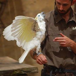 Cacatoès à huppe jaune lors d'un spectacle au parc animalier Le PAL