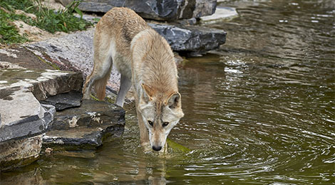 Educational animation of Canadian wolves