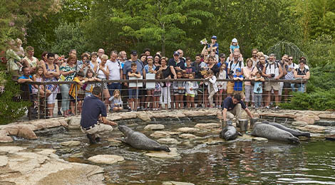 Educational activity of seals and sea lions