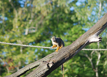 Un Saïmiri jaune se tenant à une corde au parc animalier Le PAL