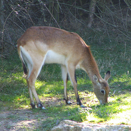 Cobe de Lechwe mangeant de l'herbe au parc animalier le PAL