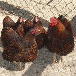 Quatre poules  Wyandottes aux jolies plumes au zoo Le PAL en Auvergne