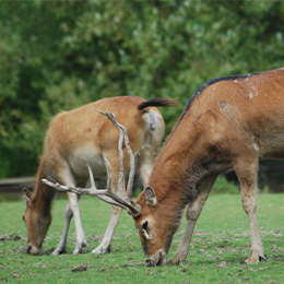 Deux cerfs du père David qui broutent de l'herbe au zoo Le PAL