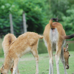 Vue sur des petits cerfs du père David au zoo Le PAL