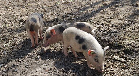 Miniature pig from Göttingen