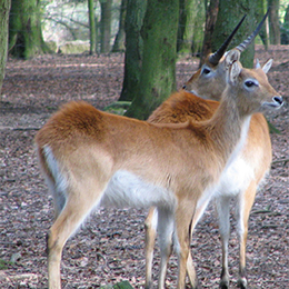 Deux cobes de Lechwe debout dans la forêt au zoo Le PAL au cœur de l'Allier