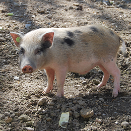 Petit cochon nain aux taches noires au parc animalier Le PAL dans l'Allier