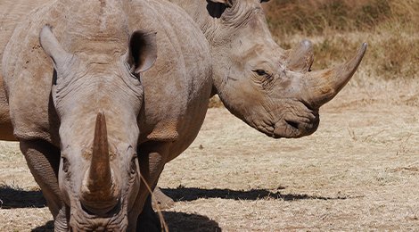 White rhinoceros