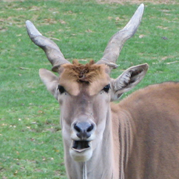 Gros plan sur un éland du Cap au parc animalier Le PAL dans l'Allier