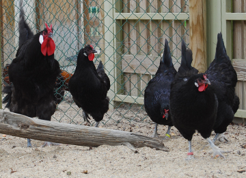 Poules de la Flèche au parc animalier Le PAL