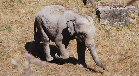 Tom, our Asian elephant