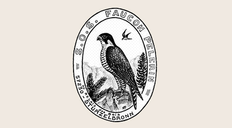 SOS Peregrine Falcon