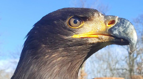 Yukon, our bald eagle