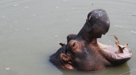 Image, our hippopotamus