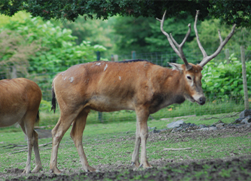 Father David's Deer